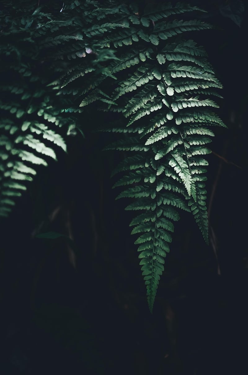 Shade-Tolerant Plants